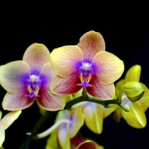 Chic orhideje. Kako pravilno voditi brigu o tim tropskim bojama?