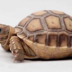Kratka kornjača: fotografija, sadržaj kod kuće