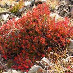 Moć ljekovitog bilja: kako uzeti bor i crvenu četku