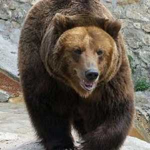 Simboli Rusije: medvjedi. Zašto je medvjed simbol Rusije? Simboli Rusije - fotografija