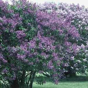 Lilac: Je li to grm ili stablo? Uzroci popularnosti i povijesti uzgoja