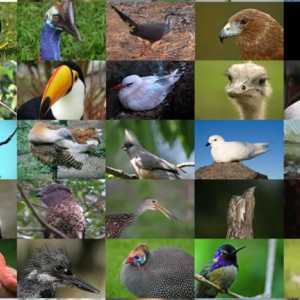 Sustavnost ptica: ciljevi i ciljevi, moderni odvojci ptica