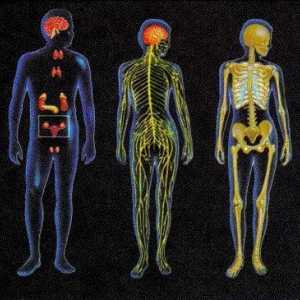 Sustavi koji ujedinjuju sve organe: osnovne fiziološke i funkcionalne sustave živih organizama