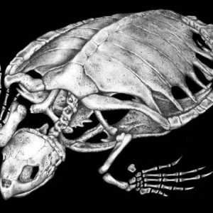 Kostur kornjača: značajke strukture i fotografije