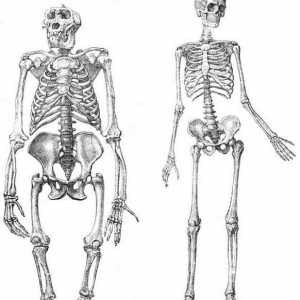 Kostur donjih udova čovjeka: struktura i funkcije