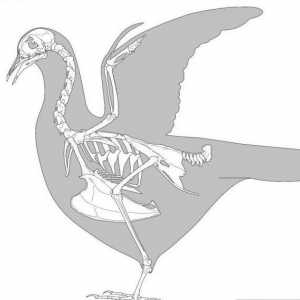 Kostur ptice: značajke strukture