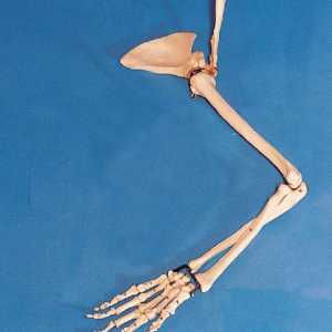 Koliko je kosti u ruci osobe? Shvaćamo zajedno