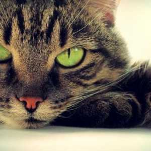 Koliko mačka odlazi iz anestezije nakon kastracije? Castracija mačaka: dob i posljedice
