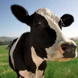 Koliko kravlje mlijeko dnevno daje - normu i zapise