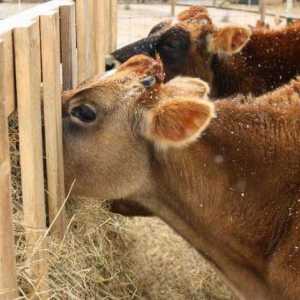 Koliko sijena treba krava za zimu? Značajke držanja životinja