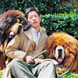 Koliko tibetanski mastiff košta u Rusiji i Kini. Zapisi i uzroci