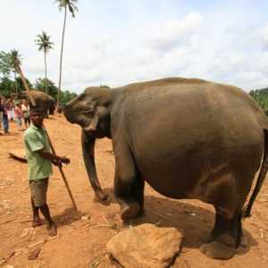 Koliko slonova imaju i kako im se brinu za svoje potomstvo?