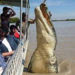 Koliko kožuljak teži? Najmanji i najveći krokodil. Koliko živih krokodila