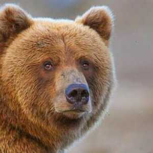 Koliko medvjed stoji u prosjeku? Koji medvjed je najveći? Tko je više - smeđi ili polarni medvjed?