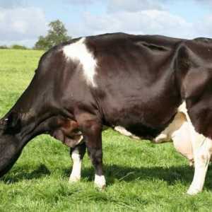 Koliko stomaka u kravama: značajke probave