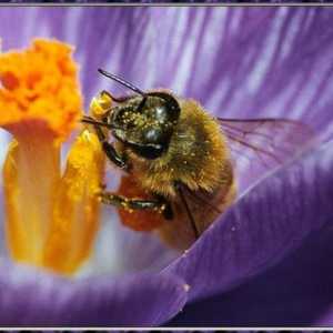 Koliko dugo živi pčela i zašto ovisi duljina svog života?