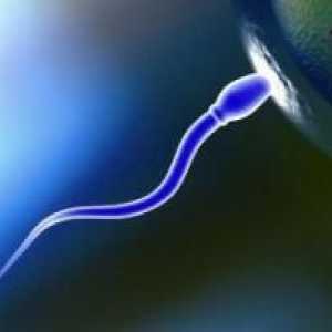 Koliko spermijskih stanica živi u vagini i okolišu?