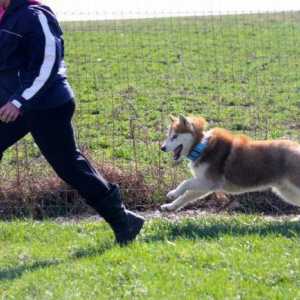 Koliko žive Husky: ovisnost o sadržaju, odgoju i obrazovanju psa