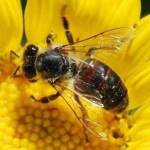 Koliko pčela živi u prirodi