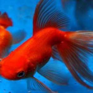 Koliko zlatnih ribica živi u akvariju?