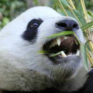 Koliko zubi ima veliku i malu pandu?