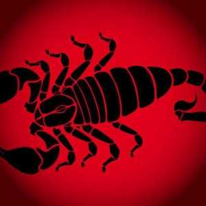Škorpion-Rat: žena kao predstavnik ove zodijakalne kombinacije