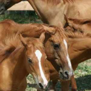 Prijelaz konja: vrsta. Značajke i rezultati parenja magaraca i konja