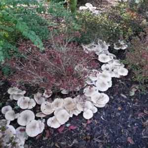 Guska je gljiva koja raste u listopadnim šumarcima