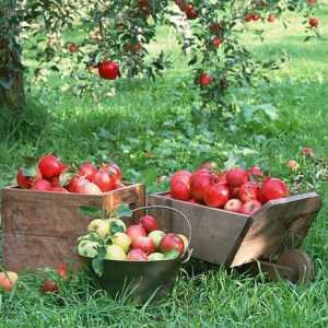 "Slava pobjednicima" je niz jabuka. Opis i karakteristike sorte