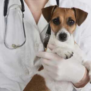 Služba spašavanja četveronožnih prijatelja - veterinarske klinike u Minsku