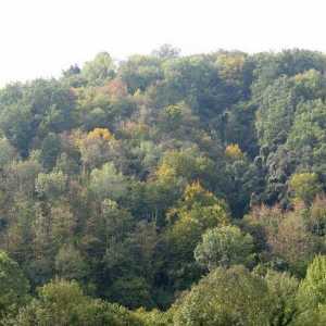 Mješovite i listopadne šume. Klima mješovitih i listopadnih šuma