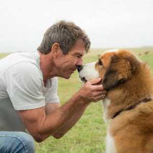 "Pas život": glumci i osobine filma