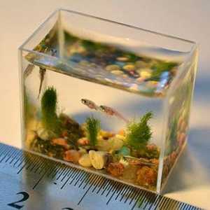 Sadržaj akvarijske ribe: kako izračunati volumen akvarija