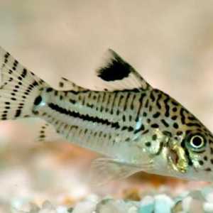 Somik: rodno mjesto ribljog akvarija