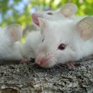 Dream Interpretacija: u snu sam vidio miševe - zašto?