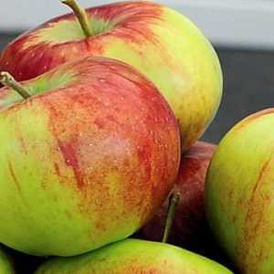 Vrsta jabuke Rossoshanskoe prugasta: opis sorte, osobitosti uzgoja, fotografija