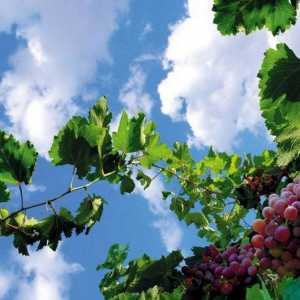 Vrste grožđa "Sophia": opis. Kako uzgajati grožđe `sofia`: savjeti i…