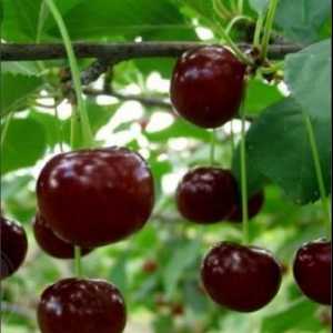 Cherry variety Zhukovskaya: opis značajki