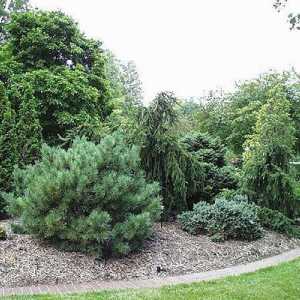 Pine `mops`: opis biljke