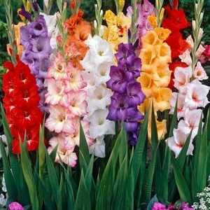 Savjeti za početnike vrtlara: kada iskopati gladiolus žarulje