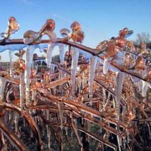 Savjeti za vrtlare: kako lovi grožđe za zimu