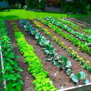 Kompatibilnost povrća u krevetima: savjeti za vrtlare