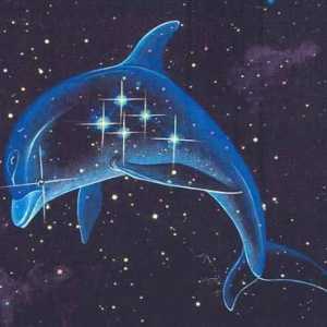 Constellation Dolphin - mali, ali zanimljiv