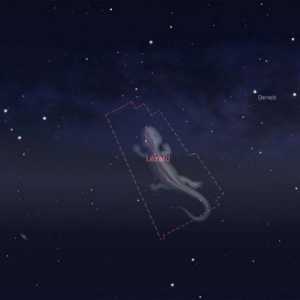 Constellation Lizard: opis, mjesto