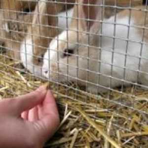 Pridruživanje kunića: osnovna pravila. Kunići u zecu. Reprodukcija ukrasnih zečeva