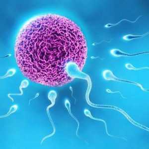 Što je spermatogeneza?