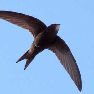 Usporedba lastavica i swifts: sličnosti i razlike