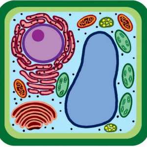 Usporedba biljnih i bakterijskih stanica: sličnosti i razlike