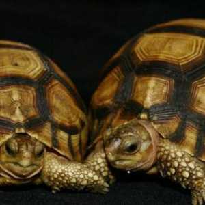 Središnja azijska kornjača: održavanje i njegu kod kuće
