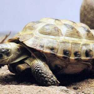 Središnja azijska kornjača: njegu, hranjenje, značajke i sadržaj